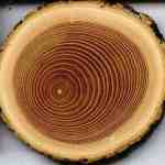 مقاله کامل درباره چوب