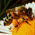 مقاله زنبورها
