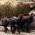 مقاله پرورش و اصلاح نژاد گوسفند