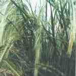 مقاله زراعت برنج در استان گیلان